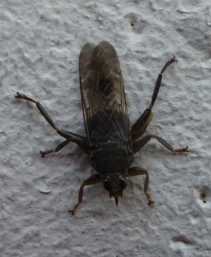 Pseudolynchia canariensis